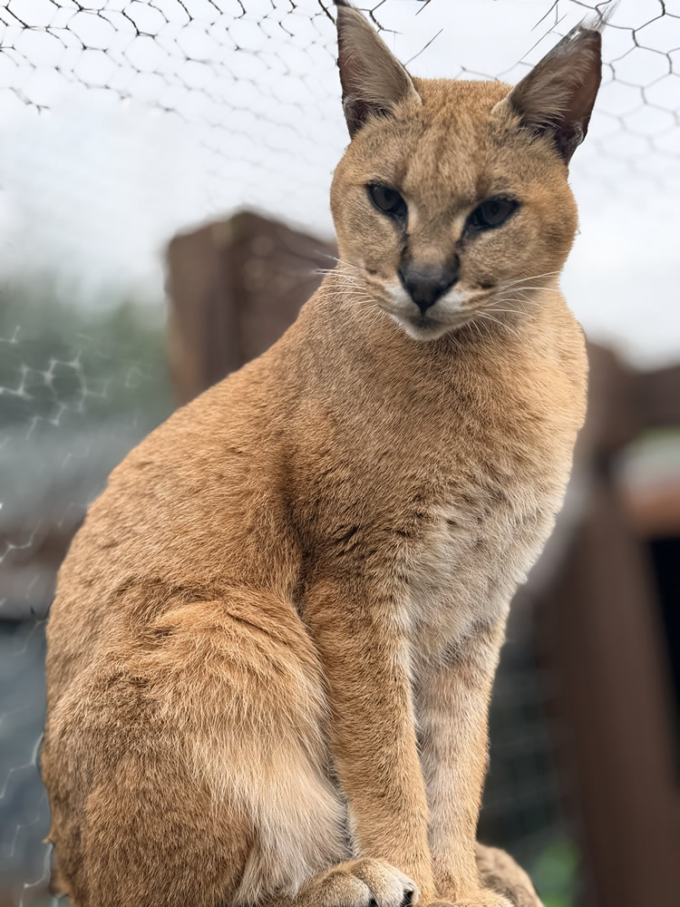 Gayzette Exotic Cats